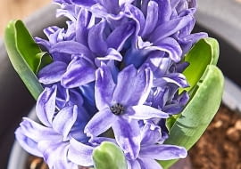 Hiacynt na Dzień Babci