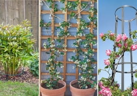 Podpórki ogrodowe to jeden z elementów prawidłowej pielęgnacji roślin