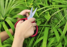 Pióropusz cibory odcinamy z 10-centymetrowym ogonkiem - tak otrzymujemy sadzonkę.