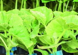 Szczepione ogórki silnie rosną i są odporne na atak nicieni z gleby.