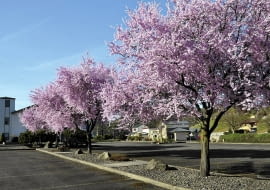 01AHM5M0 - Flowering Plum Trees
