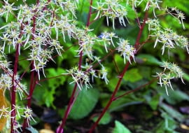 Kwiaty skalnicy zarzyczkolistnej są atrakcją jesiennego ogrodu. Roślina jednak ma mało czasu na przygotowanie się do zimy. Wczesny mróz może jej zaszkodzić.