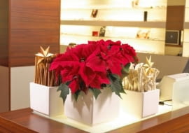 Stroiki bożonarodzeniowe. Gwiazda betlejemska