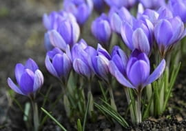 Wczesne krokusy