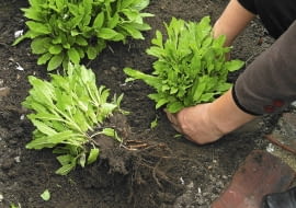 15.05.2003 BROK NAD BUGIEM OGROD PRYWATNY ROZNE TEMATY PRZYGOTOWANE PRZEZ PANI DANUTA MLOZNIAK ROZMNAZANIE WEGETATYWNE DZIELENIE BYLIN SZALWIA SALVIA ETAPY ROSLINY PODZIAL KARPY SADZENIE DOCISKANIE GLEBY PO POSADZENIU FOT PAWEL SLOMCZYNSKI / AGENCJA GAZETA PUBLIKACJA PO UZGODNIENIU Z REDAKCJA KWIETNIKA PUBLIKACJA OGRODY NR 3 (71) - 3.2005 PUBLIKACJA OGRODY NUMER SPECJALNY 1/2006 - TRAWNIK PIEKNY I ZADBANY - 5.2006 SLOWA KLUCZOWE: ROSLINY OGRODNICTWO ZDJĘCIE DO WKŁADKI: PUBLIKACJA OGRODY NR 3 (71) - CZASOPISMA PUBLIKACJA OGRODY NUMER SPECJALNY 1/2006 - TRAWNIK PIEKNY I ZADBANY - CZASOPISMA