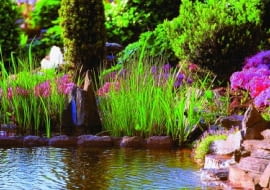 Założenie oczka wodnego nie jest specjalnie trudne, jednak po pewnym czasie napotykamy różne problemy.