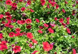 Calibrachoa to kuzynka petunii i surfinii. Ma mnóstwo małych dzwoneczków. Jest wytrzymała na trudne warunki