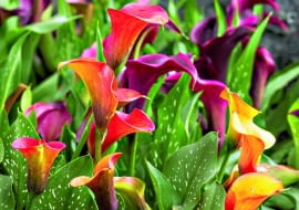 Cantedeskię rehmannamożna na lato wysadzić do ogrodu, do wilgotnego podłoża, np. w okolice sadzawki.