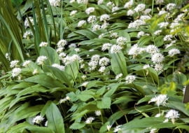 SLOWA KLUCZOWE: czosnek niedzwiedzi