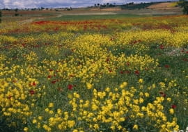 Złociste rzepaki kontrastują z czerwienią maków na polach baskijskiej prowincji Araba