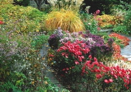 dAutumn border seen through the foliage of Acer japonicum Autumn Glory - Karl Foerster Garden Story