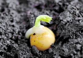 Nasiona groszku kiełkują już w temperaturze -2 st. C. Przysłowie mówi: Na świętego Marka (25 IV) groch wyrasta z ziarnka