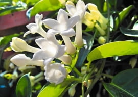 Stefanotis bukietowy (Stephanotis floribunda)