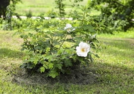 Ziemię pod różami można podsypywać nawet ścinkami skoszonej trawy, która po rozłożeniu się wzbogaci podłoże w próchnicę.