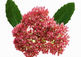 SUKULENTY. Rozchodnik pochodzi z północnej Afryki, południowej Europy i Azji. Dorasta nawet do 70 cm. Imponujące kwiatostany jesienią przebarwiają się z zielonych na czerwone i różowe.