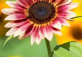 'Strawberry Blonde'. Pęd rozgałęziony o wysokości 80-150 cm.