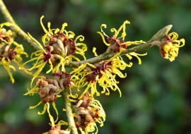 Kwiaty o długich płatkach wyrastają po kilka, na krótkopedach powstałych w ubiegłym roku.