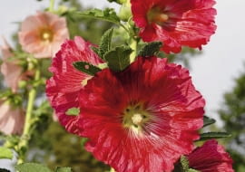 Uprawę malwy można odnowić z siewek.