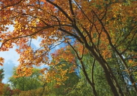 JESIENNY WDZIĘK świdośliwy Lamarcka tworzą listki w odcieniach miedzi i złota.