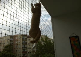 Siatka balkonowa dla kotów