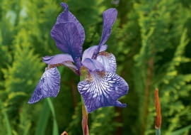 'Thelma Perry' zakwita na przełomie maja i czerwca.