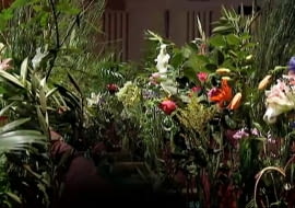 Koncert Królewskiej Orkiestry Filharmonicznej dla roślin.