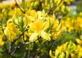 Azalia pontyjska dorasta do 1,5 m wysokości. W maju złoci się od licznych silnie pachnących kwiatów