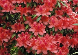 Azalia japońska