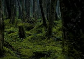 ekologia drewno certyfikowane certyfikat fsc drzwi wewnętrzne drzwi wejściowe