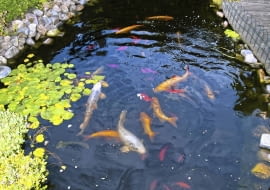 Ryby Gdy temperatura spadnie poniżej 8°C, przestajemy je karmić. Egzotyczne gatunki i ryby z płytkiego oczka odławiamy. Te, które zostają w zbiorniku, na zimę zapadają w sen.