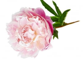 12.06.2008 WARSZAWA SESJA BUKIETY 06-06-2008 PEONIE NA ZDJECIU BUKIETY WIAZANKI KOMPOZYCJE ROSLINNE , KWATY PEONIE STYLIZACJA EWA SZKUTNIK DLA CZASOPISMA BUKIETY FOT. ARKADIUSZ SCICHOCKI / AGENCJA GAZETA