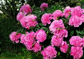 piwonie, peonie, długowieczne byliny