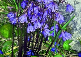 Urdzik alpejski (Soldanella alpina) rozwija kwiaty w kwietniu i w maju. Osiąga wówczas wysokość 10-15 cm.