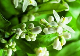 WIOSNA: Coraz dłuższe dni sprawiają, że na gałązkach pojawiają się nowe liście, a wraz z nimi białe słodko pachnące kwiaty (ok. 3 cm średnicy).