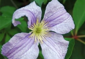 Clematis 'Błękitny Anioł' - powojnik