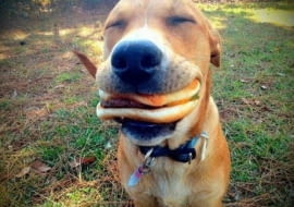 Psy - mistrzowie relaksu