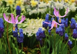 Erythronium revolutum, Liliaceae SLOWA KLUCZOWE: erythronium revolutum erythronium revolutum liliaceae perennials bulbs lily spring closeup selective focus portraits pink white yellow flowers flowering petals blooms mottled green leaves plant ornamental gardens wildflower forest streambanks bogs