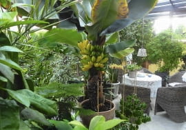 U banana karłowego kwiatostan najpierw rośnie w górę, potem zwisa. Kwiaty żeńskie bez zapylenia szybko zamieniają się w smaczne owoce. Na zdjęciu okaz naszej czytelniczki, pani Anny Janosz z Pszczyny. Tak wyglądał 2 lata temu.