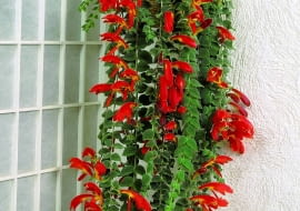 Kolumnea okazała tworzy pędy o długości 80-90 cm. Jej liście są owłosione, a czerwono-żółte kwiaty dorastają do 8 cm. Ten okaz umieszczono na ścianie w koszu.