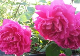 Róża ‘Księżna Helena Radziwiłłowa’