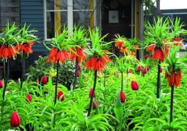 Szachownica cesarska potrzebuje dobrze napowietrzonej ziemi. Świetnie rośnie np. w podgórskich ogrodach. Na zdjęciu odmiana 'Premier'.