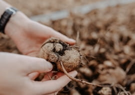 Cebula sadozna w kwietniu