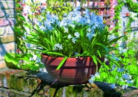 Cebulica syberyjska (Scilla sibirica) zakwita wczesną wiosną