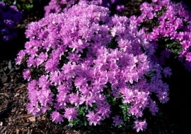 ONE TIME USE ONLY DO JEDNORAZOWEGO UZYCIA ROZANECZNIK RODODENDRON RHODODENDRON BUCHLOVICE KRZEW LISCIASTY FOT. ZWIAZEK SZKOLKARZY POLSKICH PUBLIKACJA KWIETNIK NR 3 (123) - 3.2005 PUBLIKACJA KWIETNIK NR 5 (197) - 5 2011