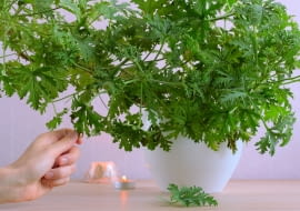 Anginka (Pelargonium graveolens)