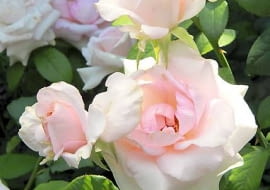 15.07.2010 WARSZAWA , OGROD BOTANICZNY PAN - OGROD ROZANY TZW. " ROZANKA " .