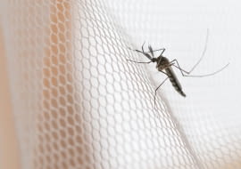 Jakie moskitiery wybrać, by ochronić dom przed insektami?