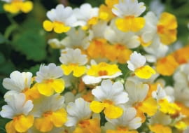 Sunsatia 'Banana' - piękna kuzynka nemezji dorasta do 30 cm wysokości. Uszczykiwana mocno się krzewi