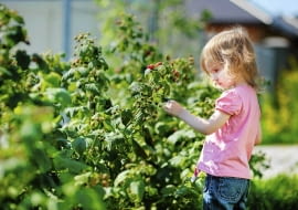 Choroby i szkodniki krzewów owocowych