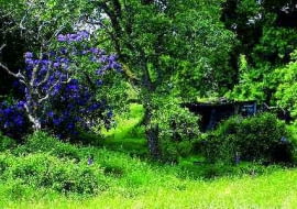 Aby móc wyciąć stare drzewa na działce bez narażania się na dotkliwe kary pieniężne, trzeba najpierw uzyskać zezwolenie z urzędu